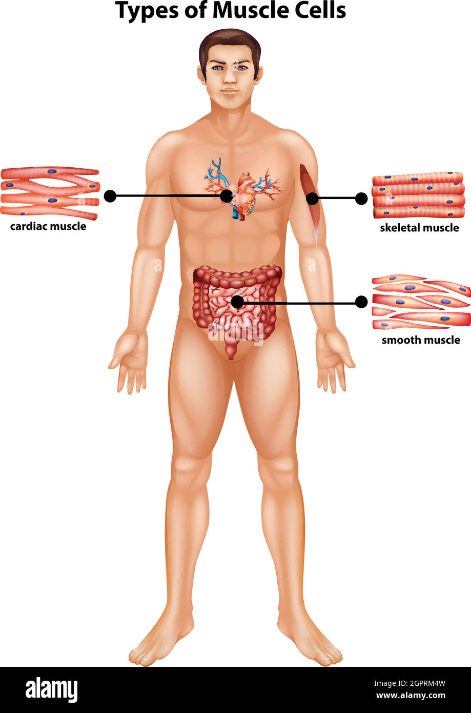Diagramma che mostra i tipi di cellule muscolari Illustrazione Vettoriale