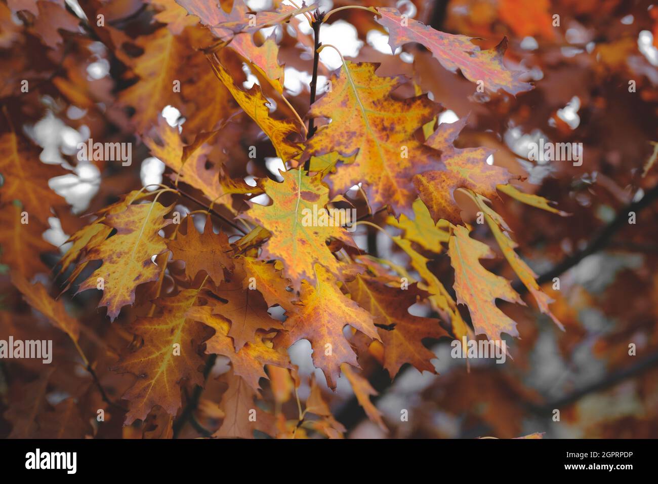 Vegetazione colorata nel parco autunnale. Foglie autunnali di quercia . Foglie di alberi d'autunno Foto Stock