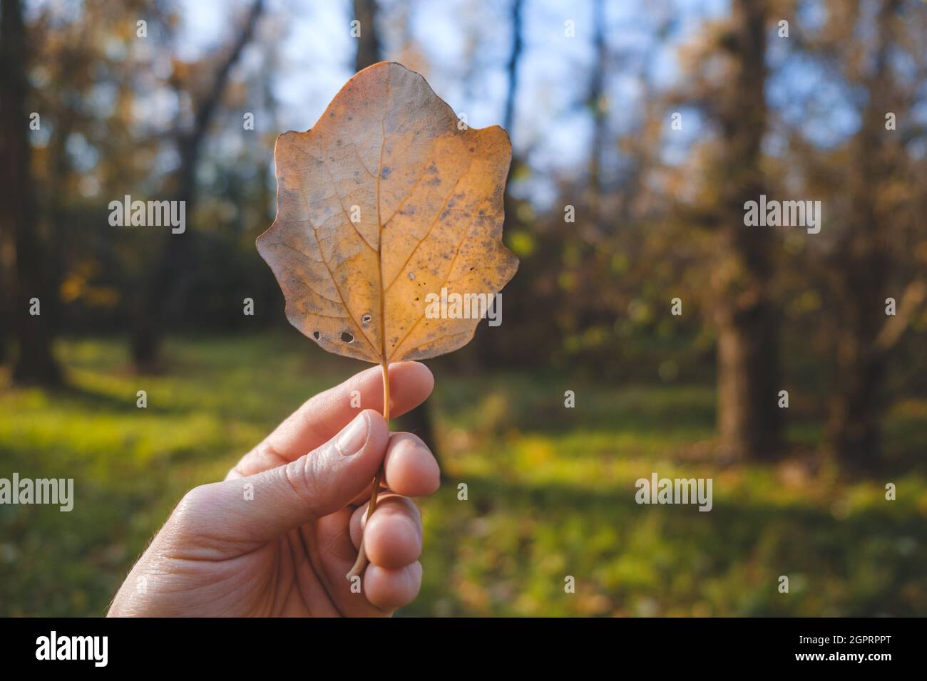 Mano tiene la foglia marrone sullo sfondo della foresta. Sfondo autunno. Foto Stock
