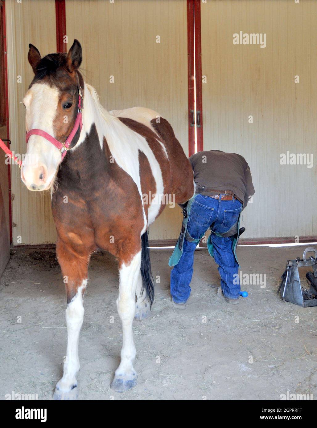 Vet si prende cura degli zoccoli del suo cavallo Bashkir nel terreno agricolo Foto Stock