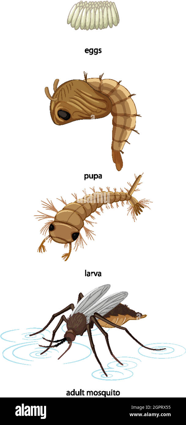 Ciclo di vita delle zanzare su sfondo bianco Illustrazione Vettoriale
