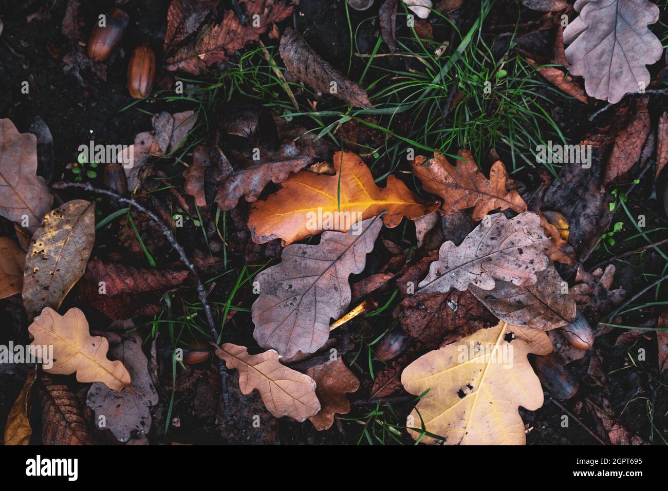 Sfondo colorato di autunno aok albero lascia sfondo da vicino. Quercia secca foglie autunno sul terreno. Sfondo ad alta risoluzione. Foto Stock