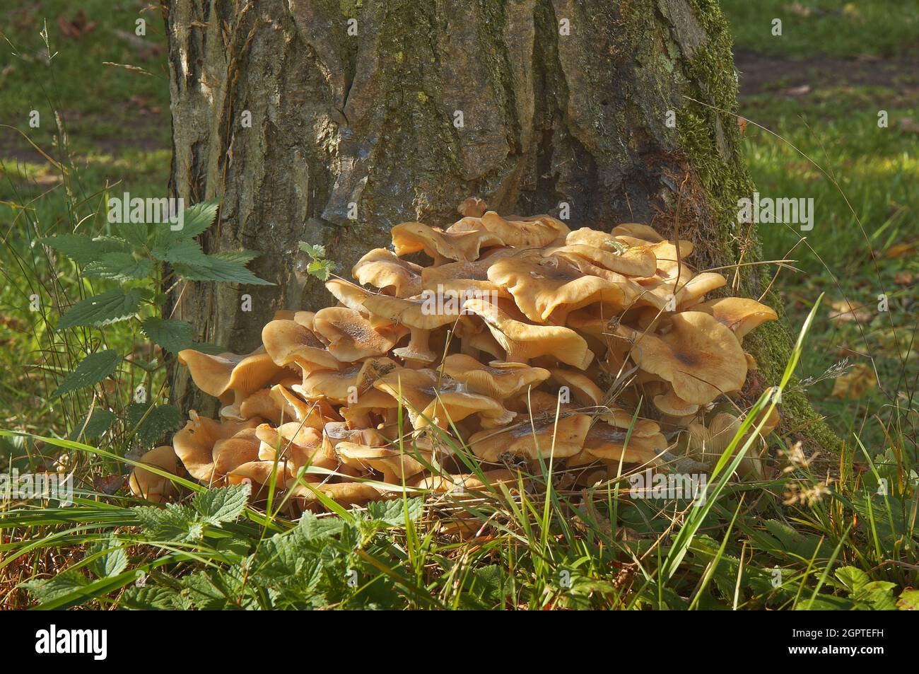 Armillaria mellea, detto anche fungo del miele, è un fungo basidiomicete del genere Armillaria. Dopo la cottura, è un fungo commestibile. Foto Stock