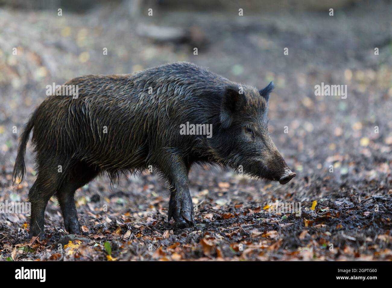 Cinghiale sus Scrofa nella foresta della transilvania . Fauna selvatica in habitat naturale Foto Stock