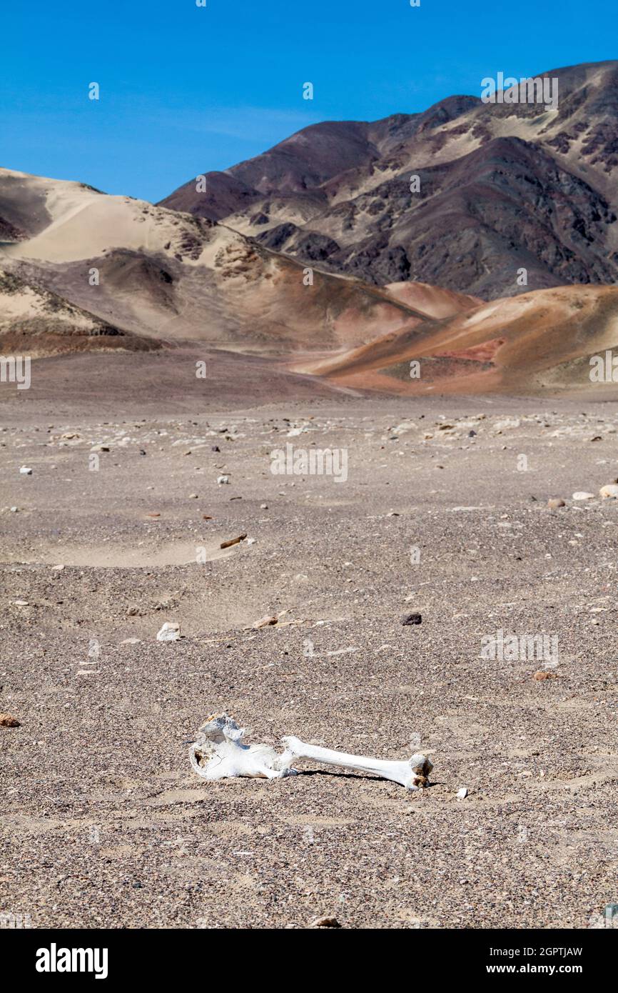 Ossa sparse in un deserto che circonda il cimitero di Chauchilla a Nazca, Perù Foto Stock