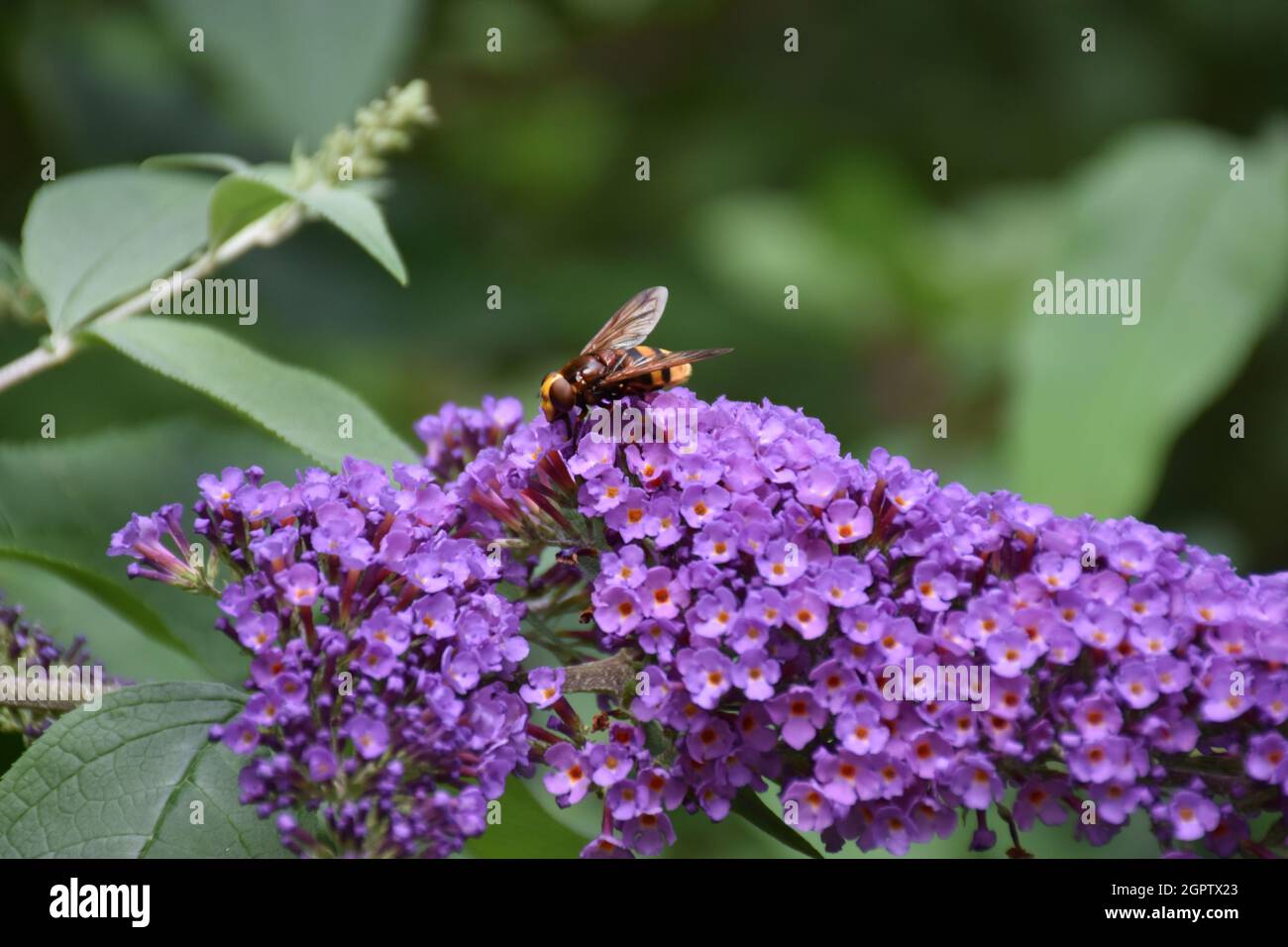 Primo piano di Hornet su fiore viola Foto Stock