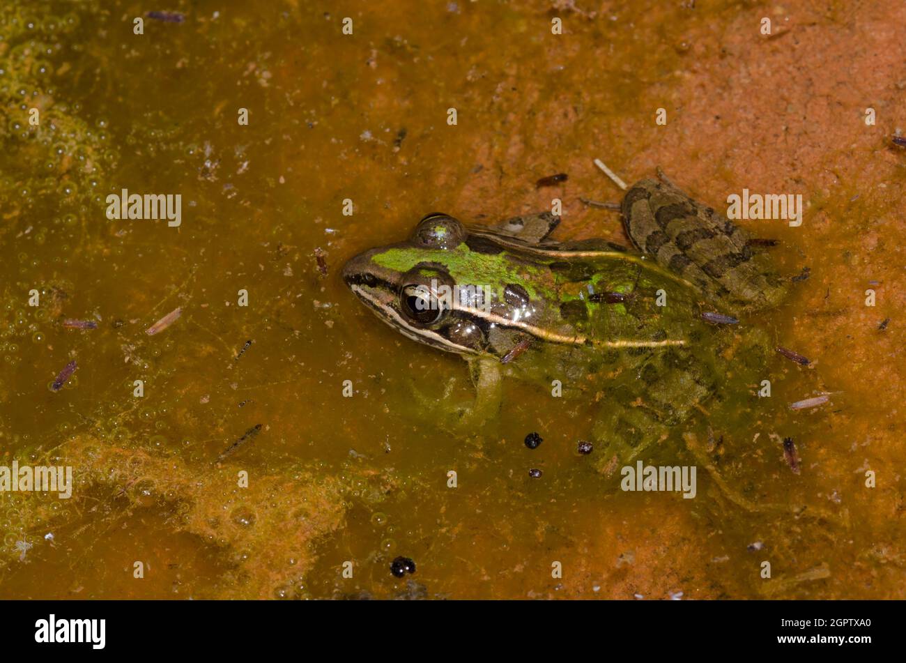 Southern Leopard Rana Lithobates sphenocephala Foto Stock