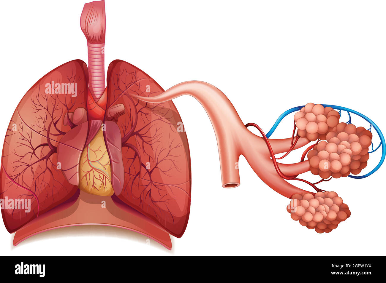 Sistema respiratorio Illustrazione Vettoriale