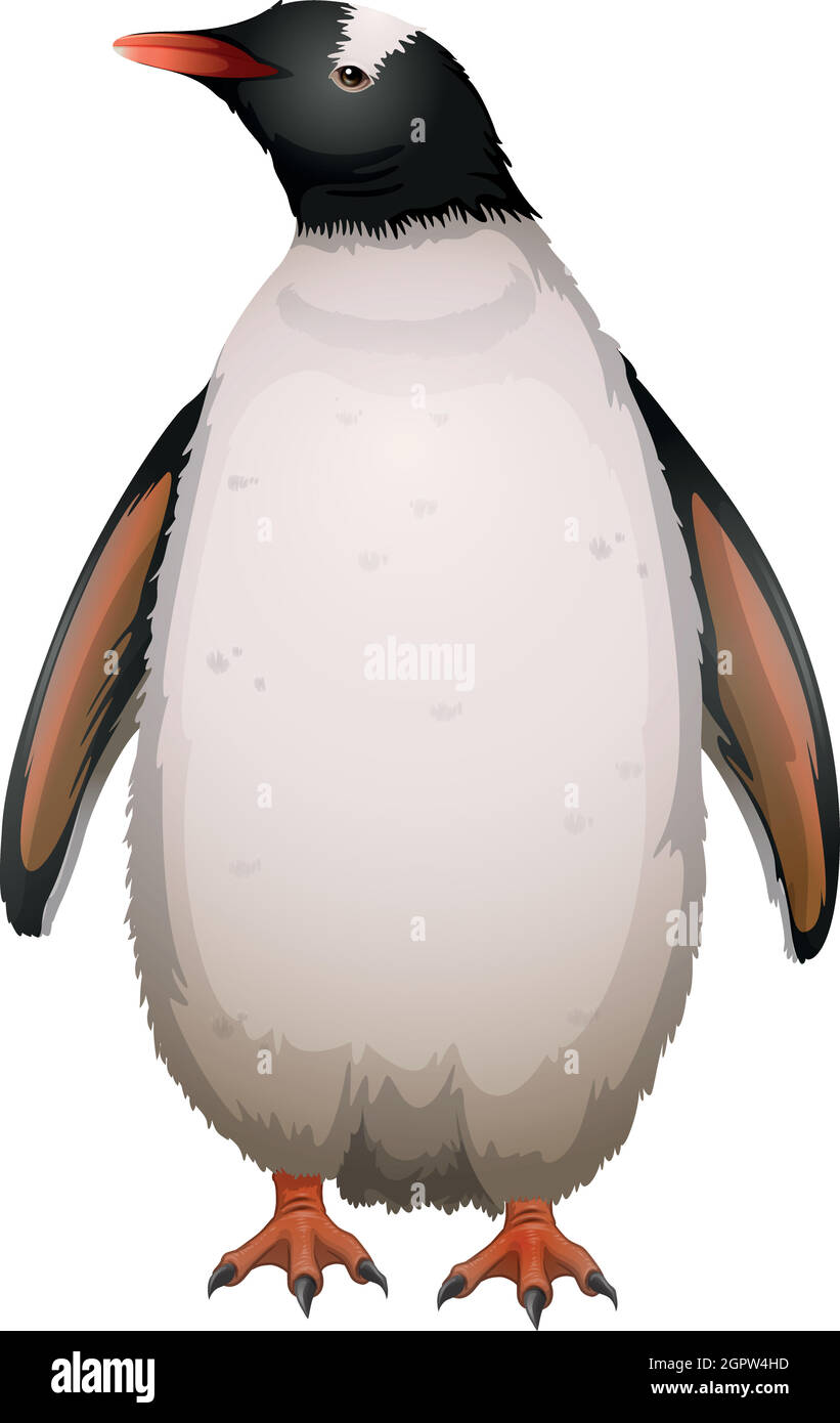 Pinguino di Gentoo Illustrazione Vettoriale