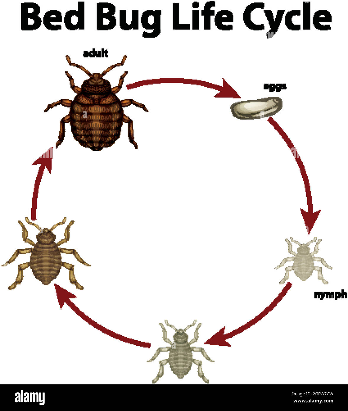 Diagramma che mostra il ciclo di vita del bug del letto Illustrazione Vettoriale