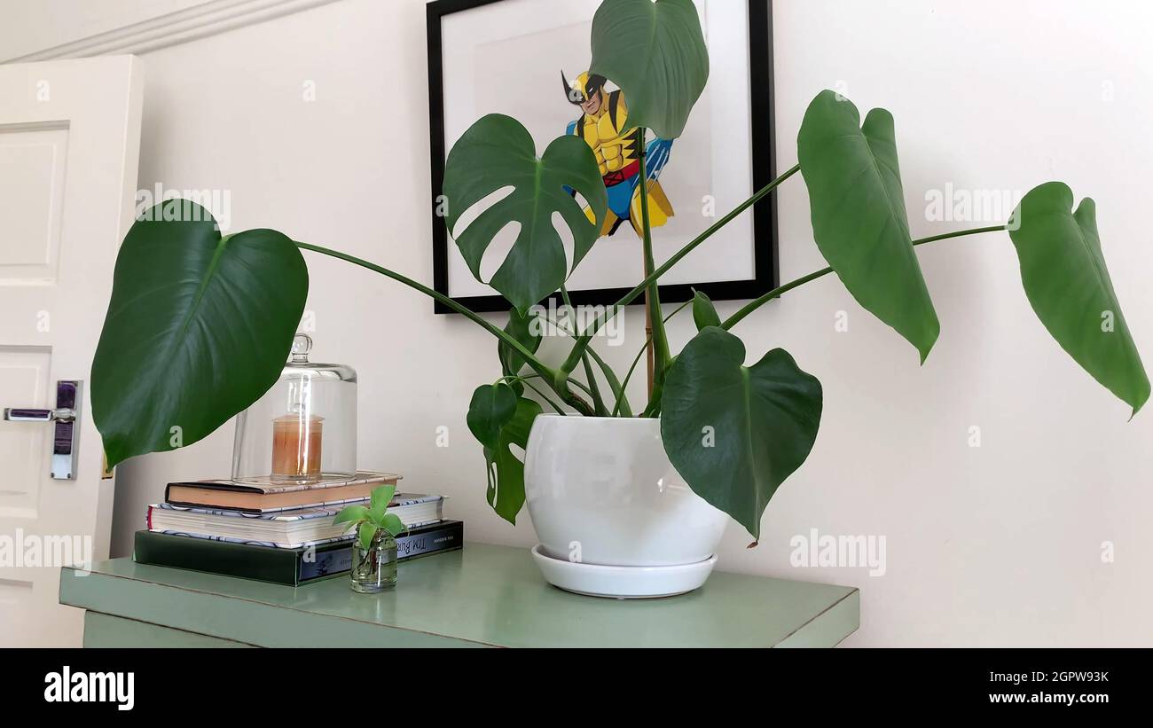Primo piano di una pianta in un vaso bianco sulla parte superiore di un vecchio pezzo verde riabilitato di mobili e dietro un quadro della camera da letto. Foto Stock