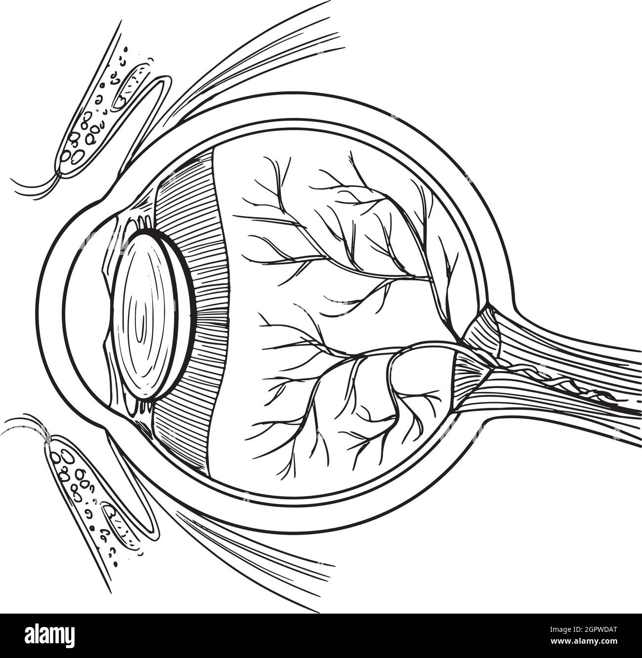 Bulbo oculare umano Illustrazione Vettoriale