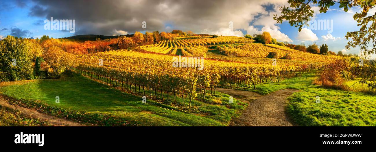 Paesaggio vigneto panoramico in autunno, con vigneti d'oro su una collina, illuminato dalla bella luce del tardo pomeriggio, con cielo blu, clou scuro Foto Stock