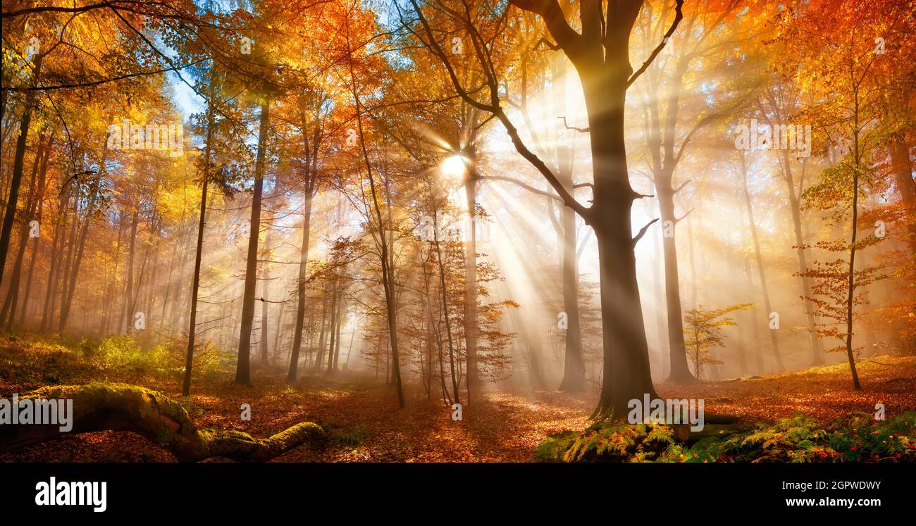 Incantevoli raggi del sole che cadono attraverso la nebbia in una foresta dorata in autunno. La bellezza della natura in vibranti colori autunnali caldi di alberi decidui Foto Stock
