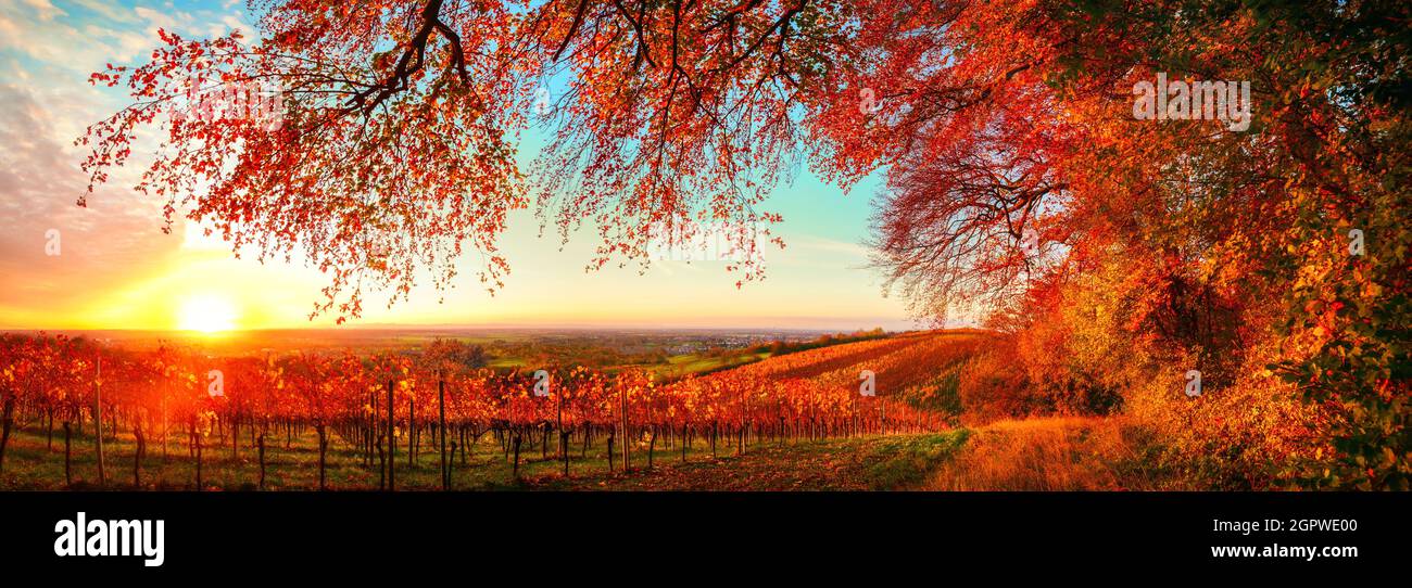 Panorama mozzafiato autunno tramonto paesaggio, una splendida scena rurale con strada di vite su una collina con i rami di alberi rossi appesi sopra di loro Foto Stock