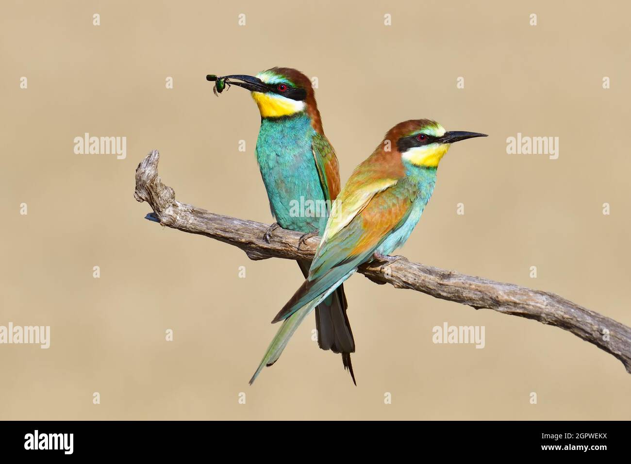 Due apicolori europei (Apiaster Merops) che si accamparono - uno con un coleottero nel becco - su uno sfondo sfocato Foto Stock