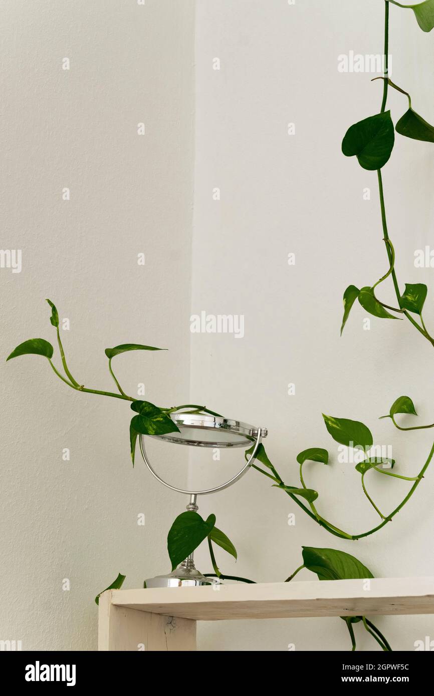 Ripiani in legno bianco con pianta in vaso verde e specchio in argento contro la parete bianca. Dettagli di design degli interni Foto Stock