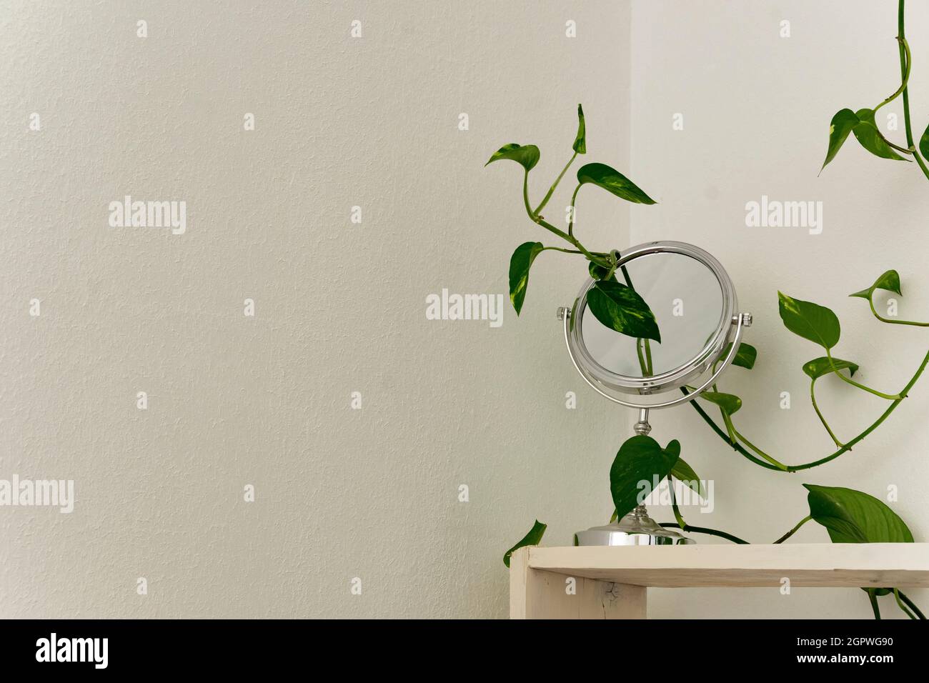 Ripiani in legno bianco con pianta in vaso verde e specchio in argento contro la parete bianca. Dettagli di design degli interni Foto Stock