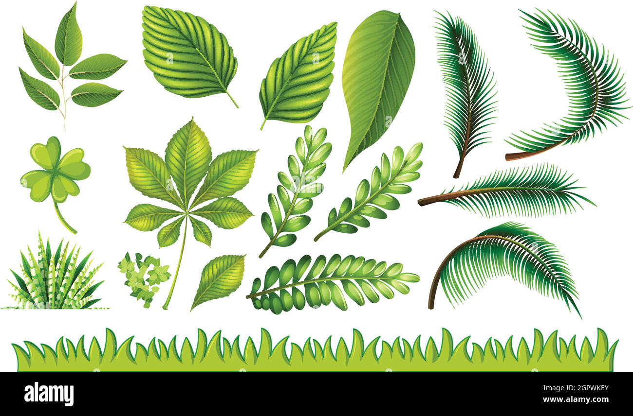 Diversi tipi di foglie verdi e erba Illustrazione Vettoriale