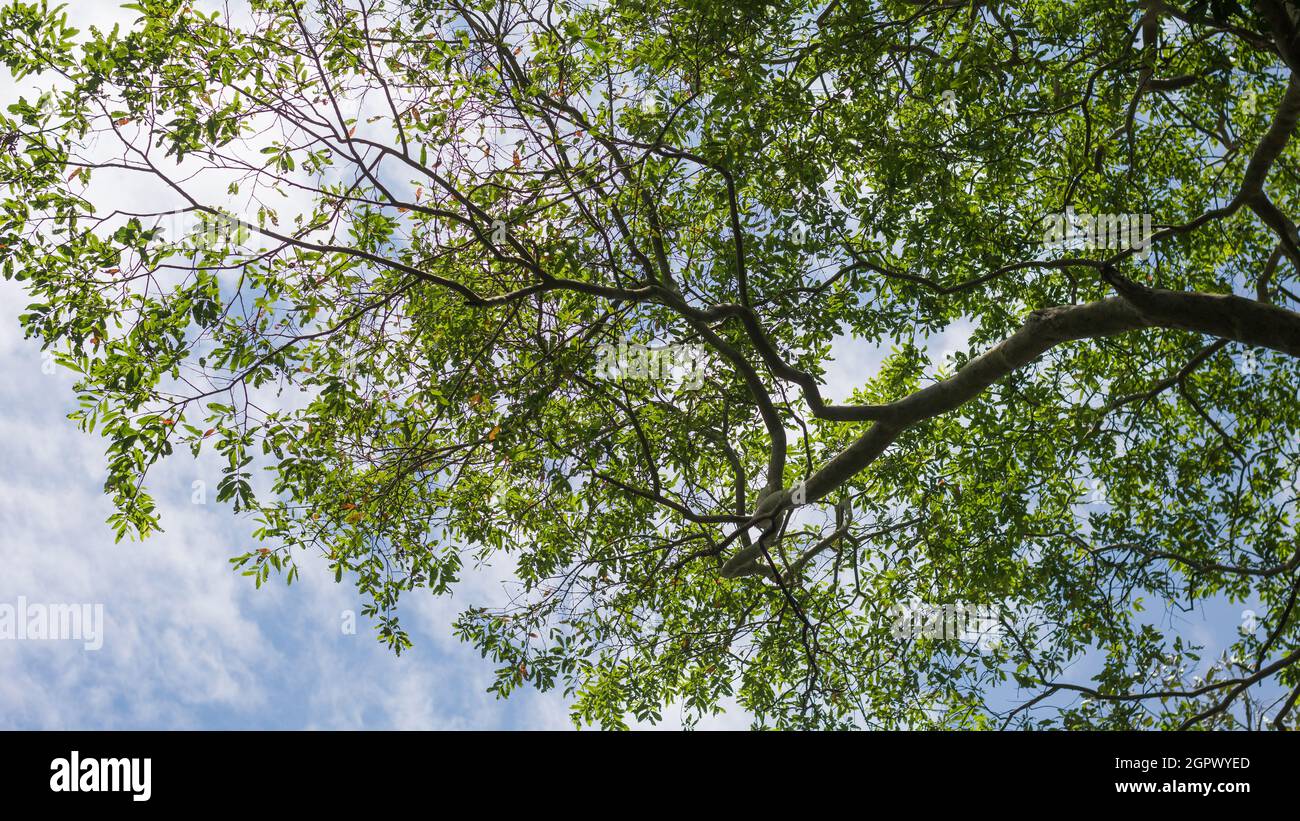 sezione di un enorme ramo di albero contro il cielo blu nuvoloso sfondo texture, albero verde ramo astratto, carta da parati Foto Stock