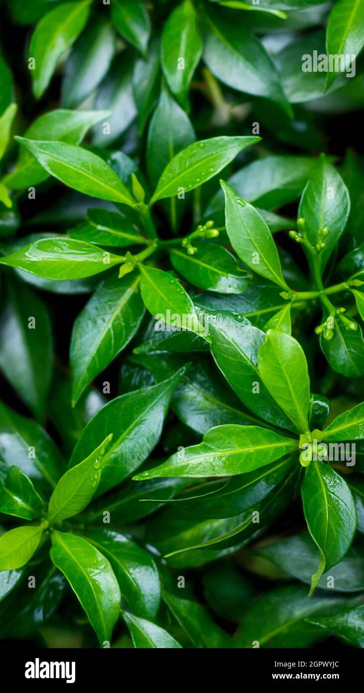 verde tropicale lascia astratto, carta da parati o sfondo per la progettazione, primo piano vista di naturale sfondo texture Foto Stock