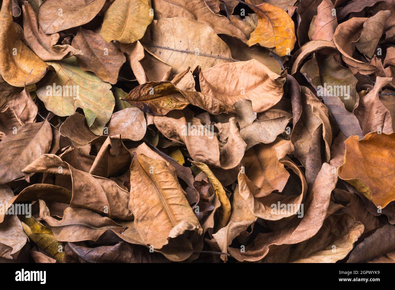 foglie di albero asciugate, morte, caduta e scolorito foglie superficie, naturale sfondo struttura o carta da parati astratto, primo piano vista laterale Foto Stock