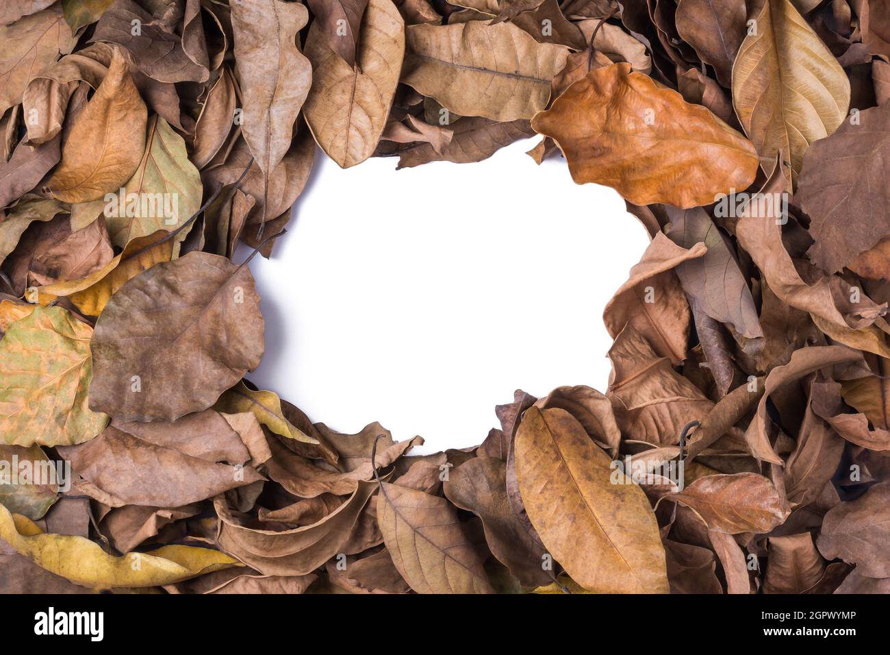 foglie di albero essiccate, morte, caduta e scolorito foglie superficie, cornice naturale e sfondo struttura o carta da parati, astratto con spazio per il testo Foto Stock