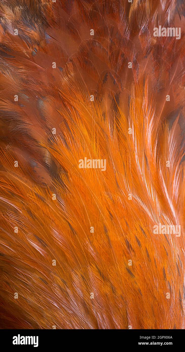 piume astratte texture, closeup di uccelli piumaggio, luminoso arancio dorato e marrone sfondo naturale tono, carta da parati o sfondo per la progettazione Foto Stock