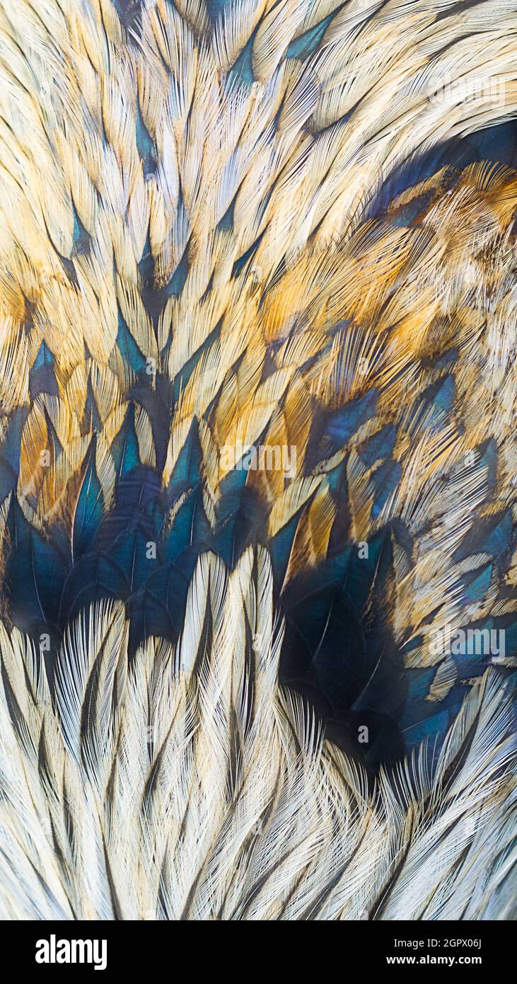 piume astratte texture, closeup di uccelli piumaggio, luminoso arancio dorato e blu sfondo naturale tono, carta da parati o sfondo per la progettazione Foto Stock