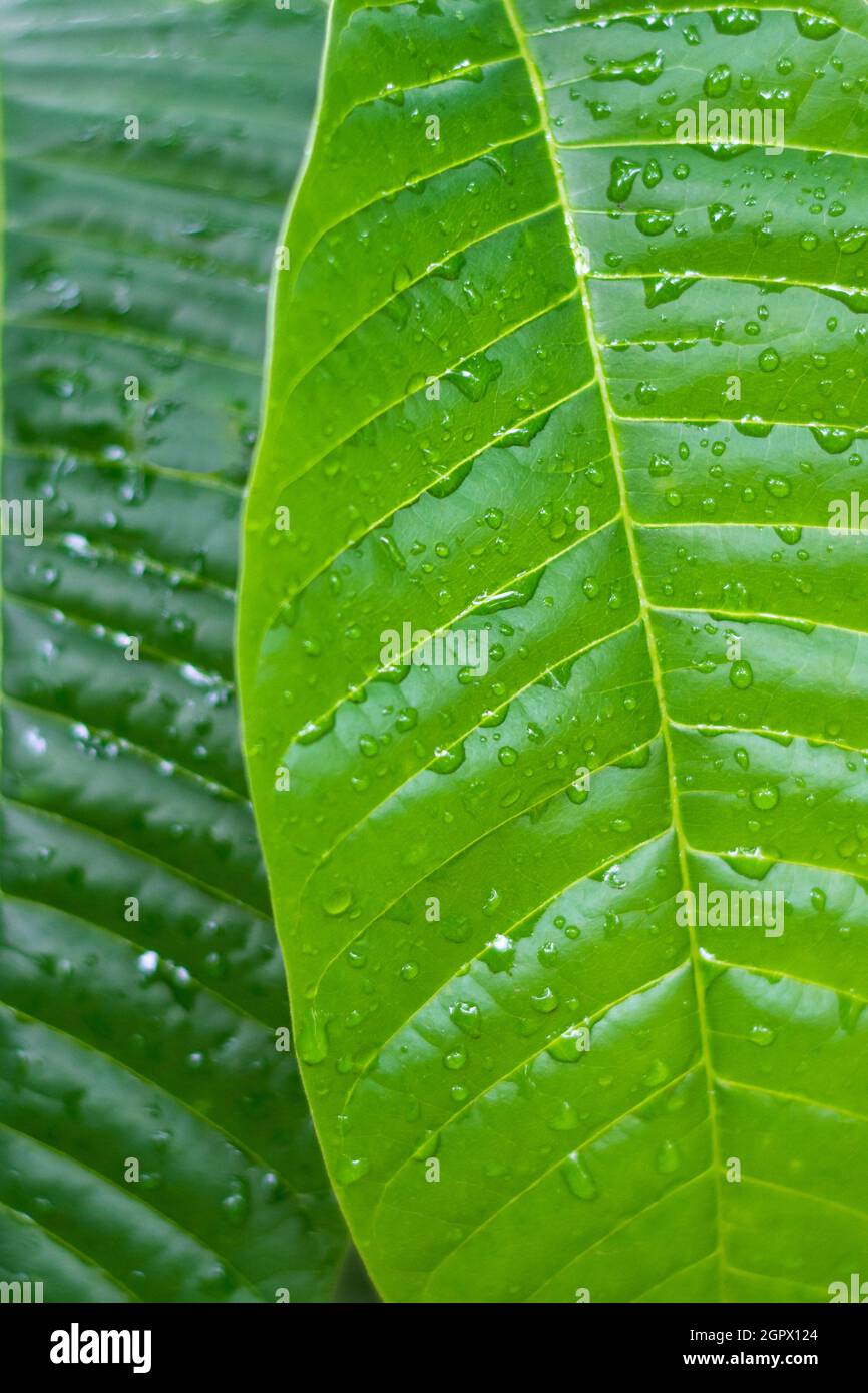 foglie verdi con gocce d'acqua texture di sfondo, carta da parati o sfondo per la progettazione grafica, primo piano di visione naturale astratto Foto Stock