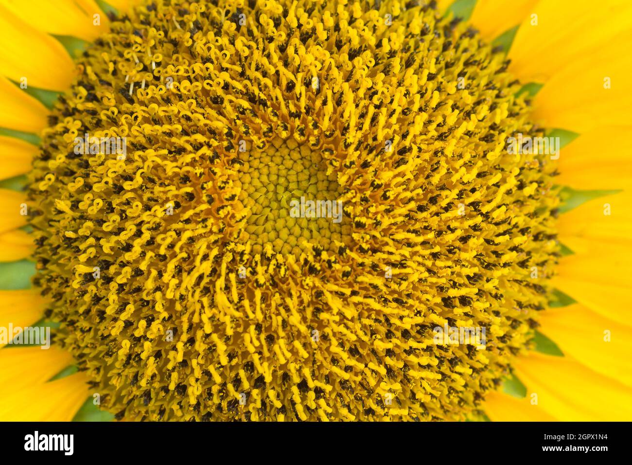estratto di disco di girasole, colore giallo chiaro sfondo naturale, carta da parati Foto Stock