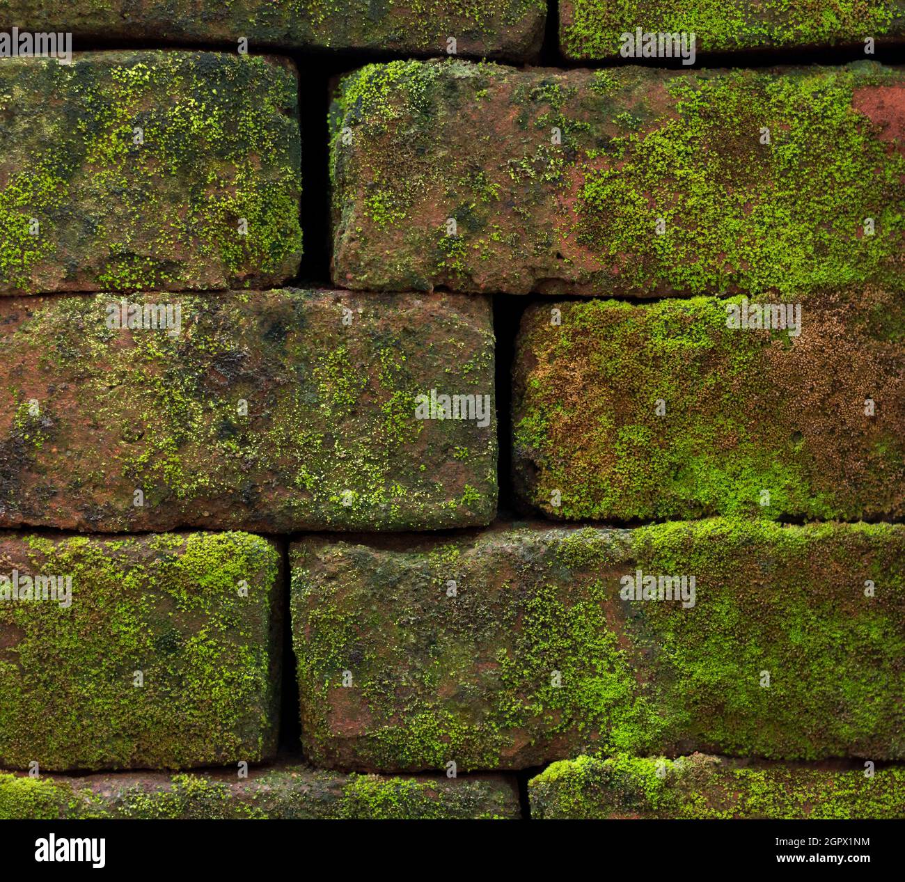 primo piano di vecchio muro di mattoni stagionato con muschio, sfondo naturale texture o carta da parati Foto Stock