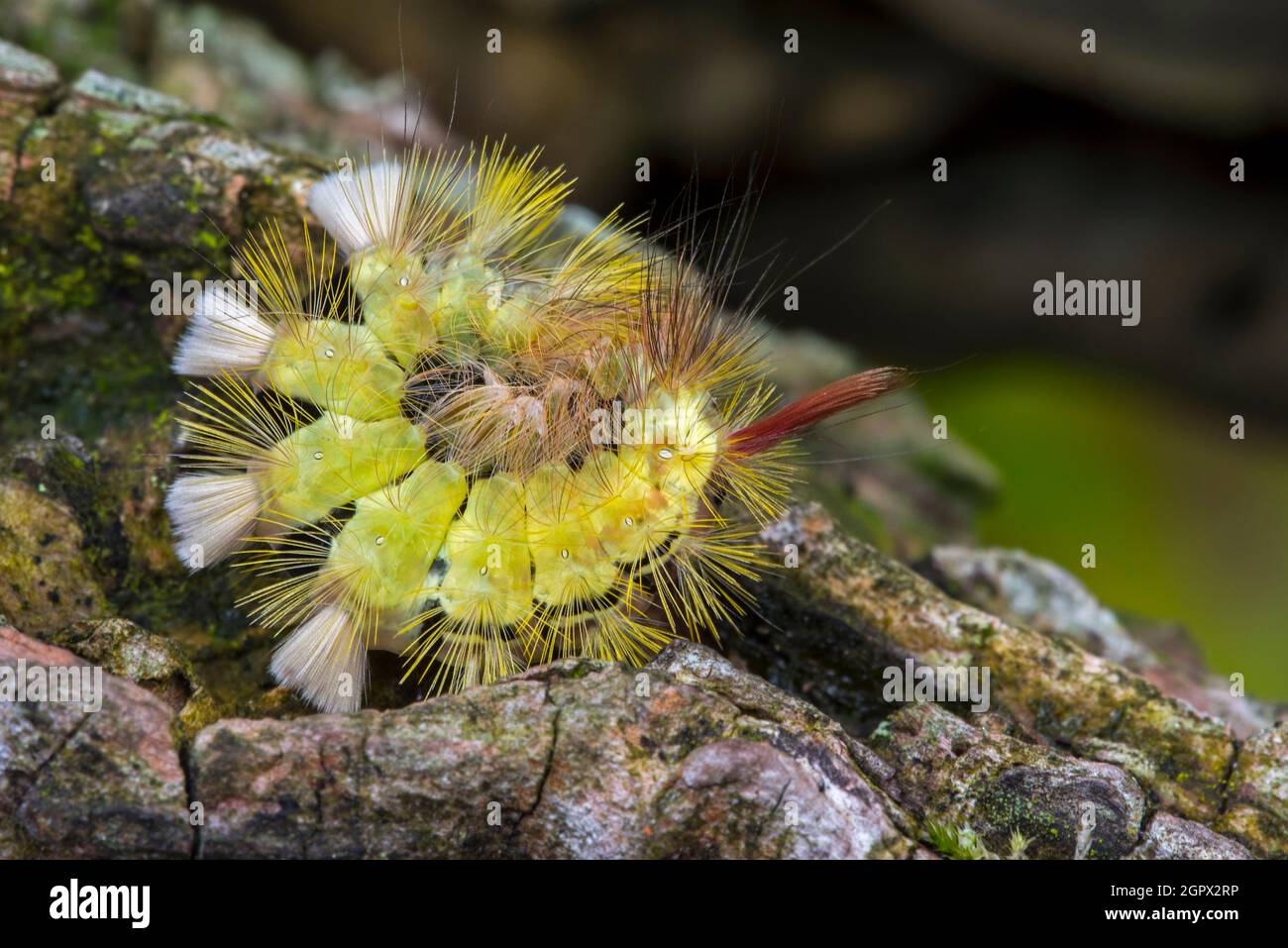 Tussock pallido (Calliteara pudibunda / Phalaena pudibunda) colorato arricciato caterpillar in giallo. Moth è originaria dell'Europa e dell'Asia Foto Stock