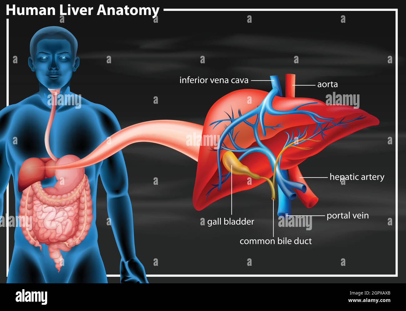 Diagramma anatomico del fegato umano Illustrazione Vettoriale