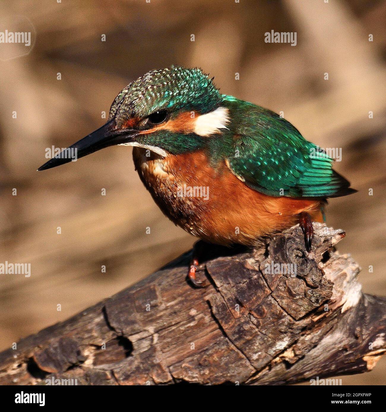 Blauet A la Reserva De Sebes A Flix Foto Stock