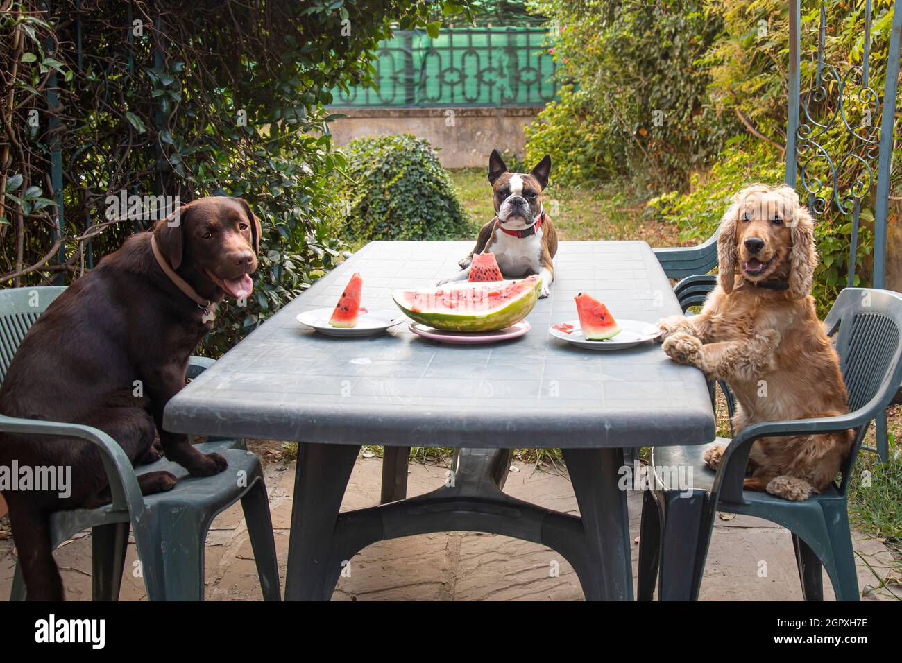Tre cani, Labrador, Cocker spaniel e Boston Terrier ad un grande tavolo mangiando cocomero in giardino, foto comic Foto Stock