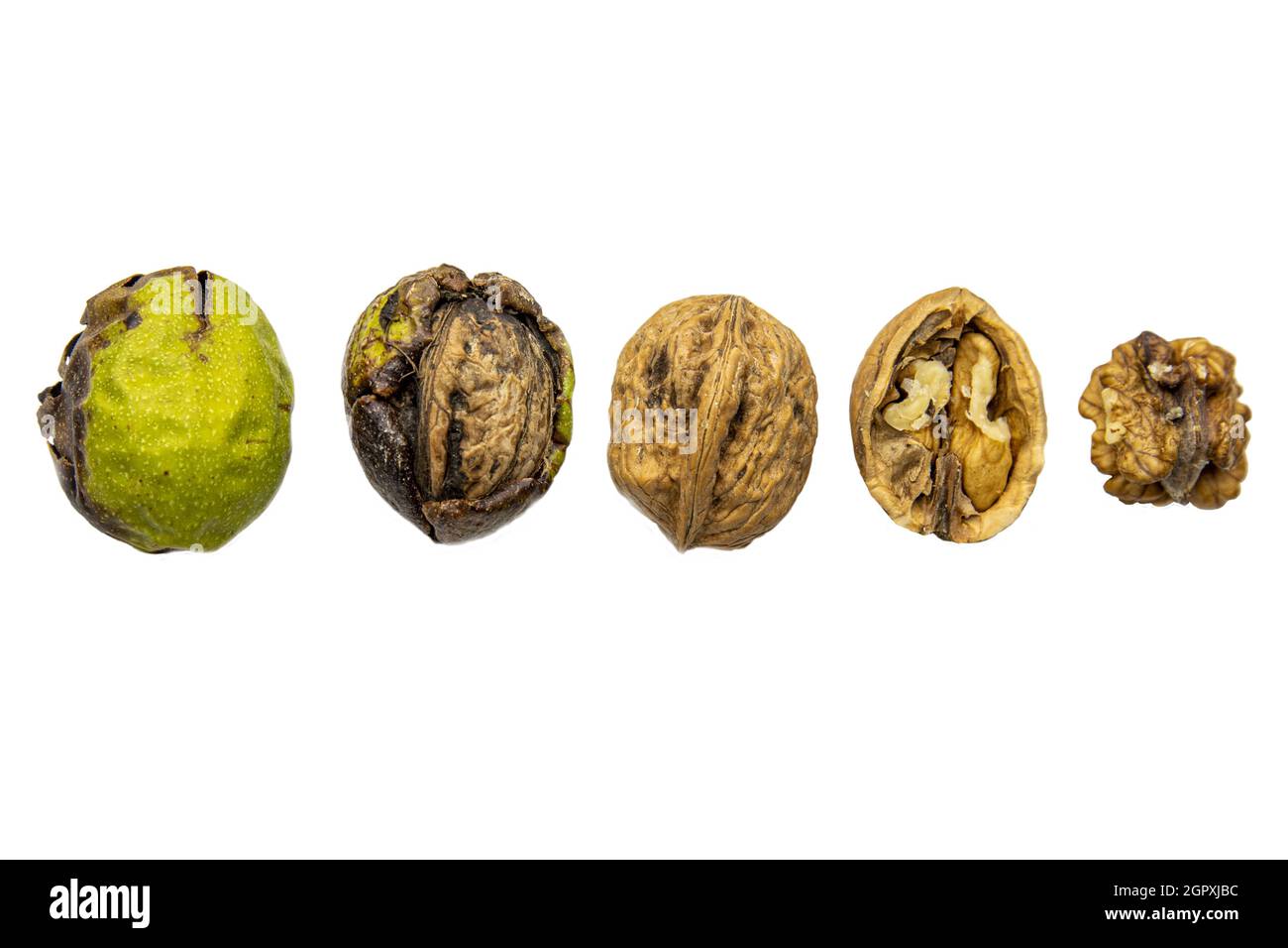 diverse fasi di una noce su sfondo bianco isolato, la fotografia concettuale il passaggio del tempo Foto Stock
