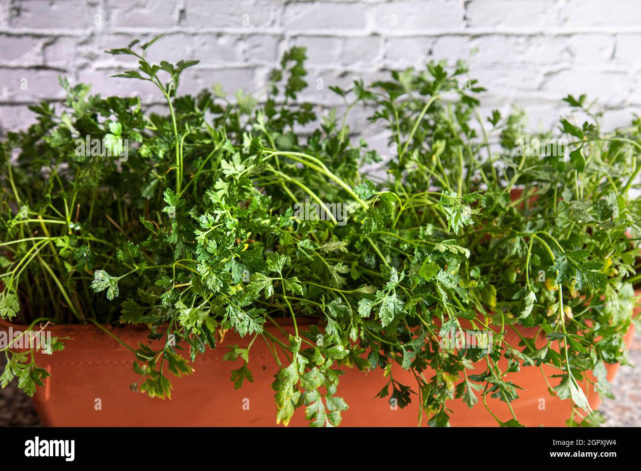 prezzemolo cresciuto a casa in una pentola su un muro di mattoni bianchi sfondo Foto Stock prezzemolo cresciuto a casa in una pentola su un muro di mattoni bianchi sfondo Foto Stock