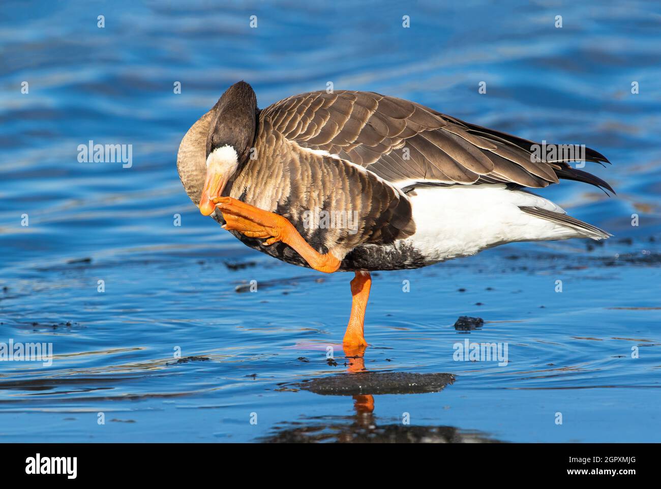 Un primo piano di un'oca bianca più grande fronted che gratta il suo naso o becco e che mostra il suo piede arancione e chiodi pinkish del piede. Foto Stock