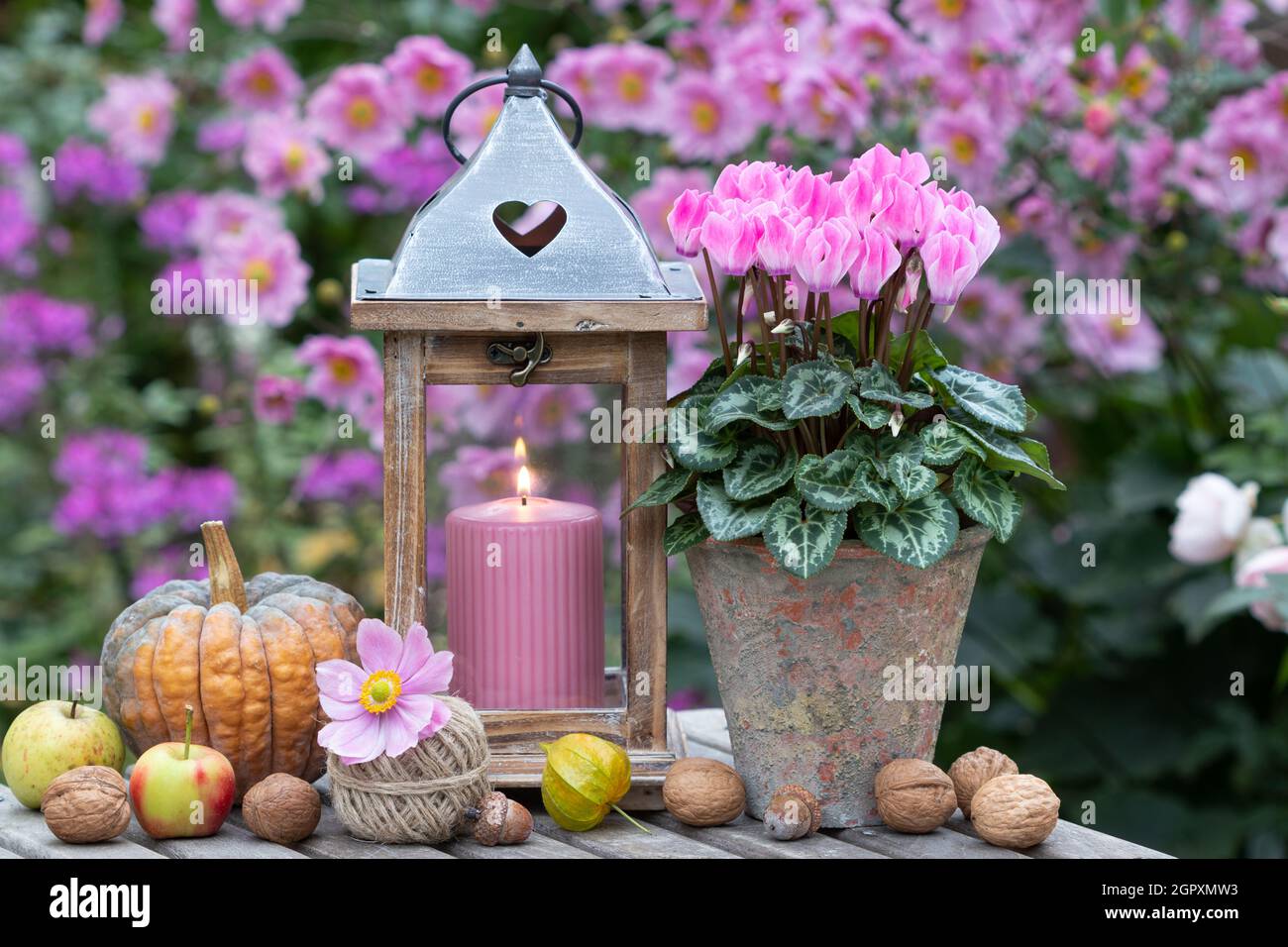 romantica decorazione giardino con ciclamino rosa e lanterna d'annata Foto Stock