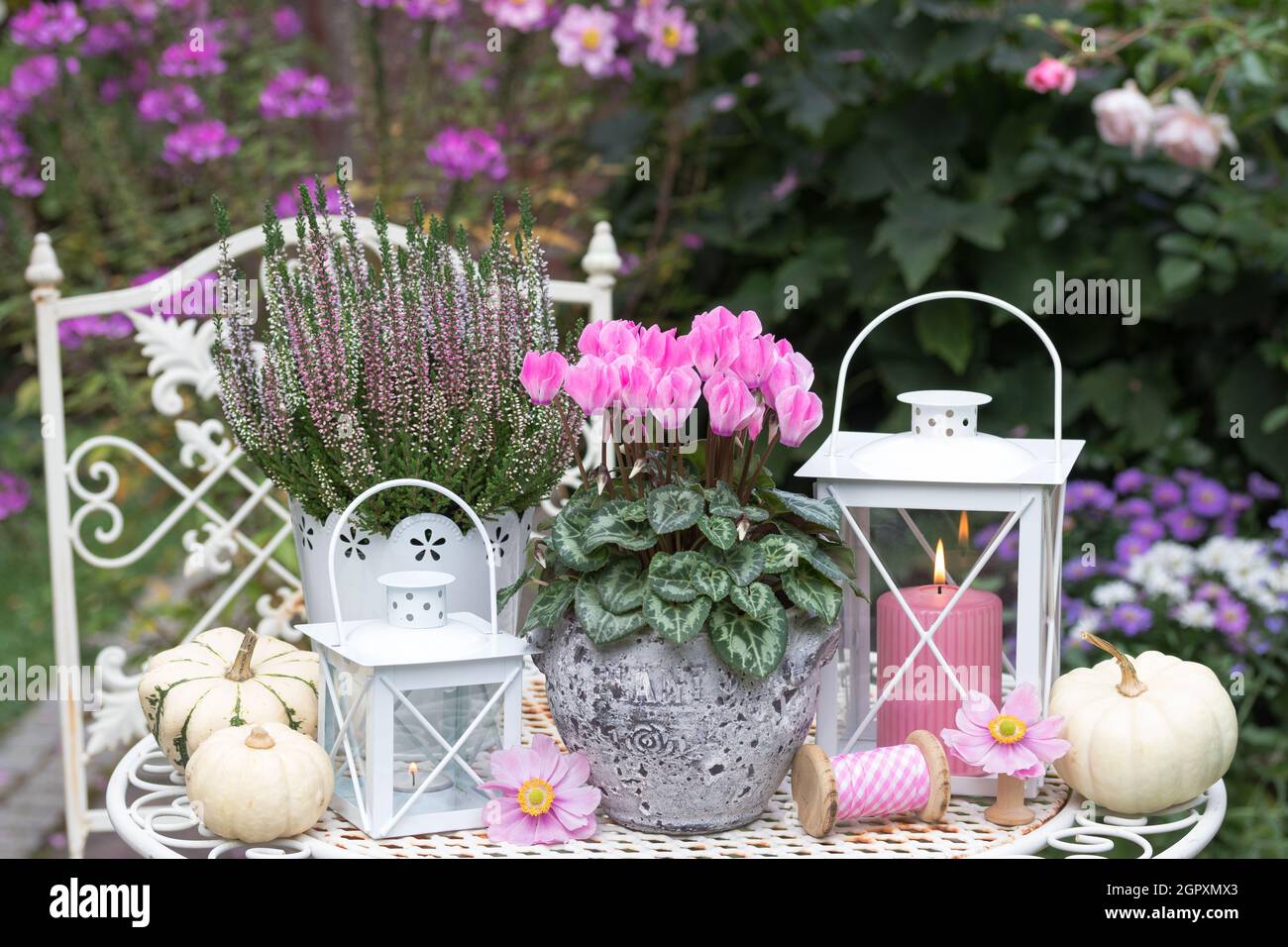 decorazioni da giardino con fiori di ciclamino rosa, zucche bianche e lanterne Foto Stock