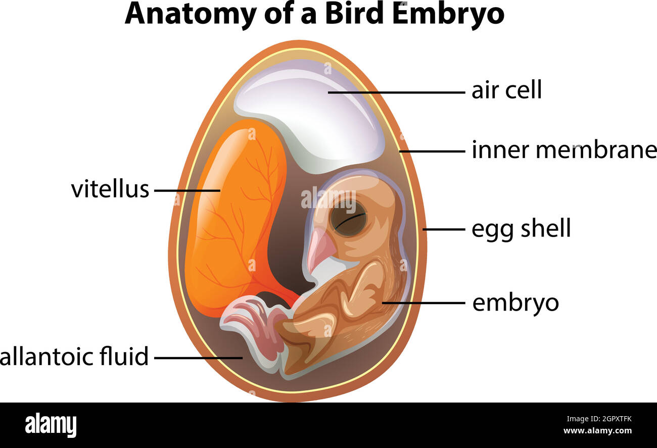 Anatomia di un embrione di uccello Illustrazione Vettoriale