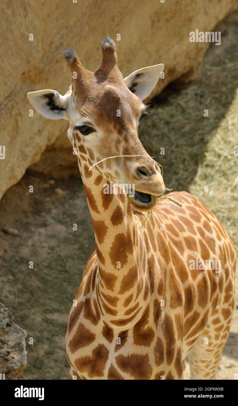 Giraffa Foto Stock