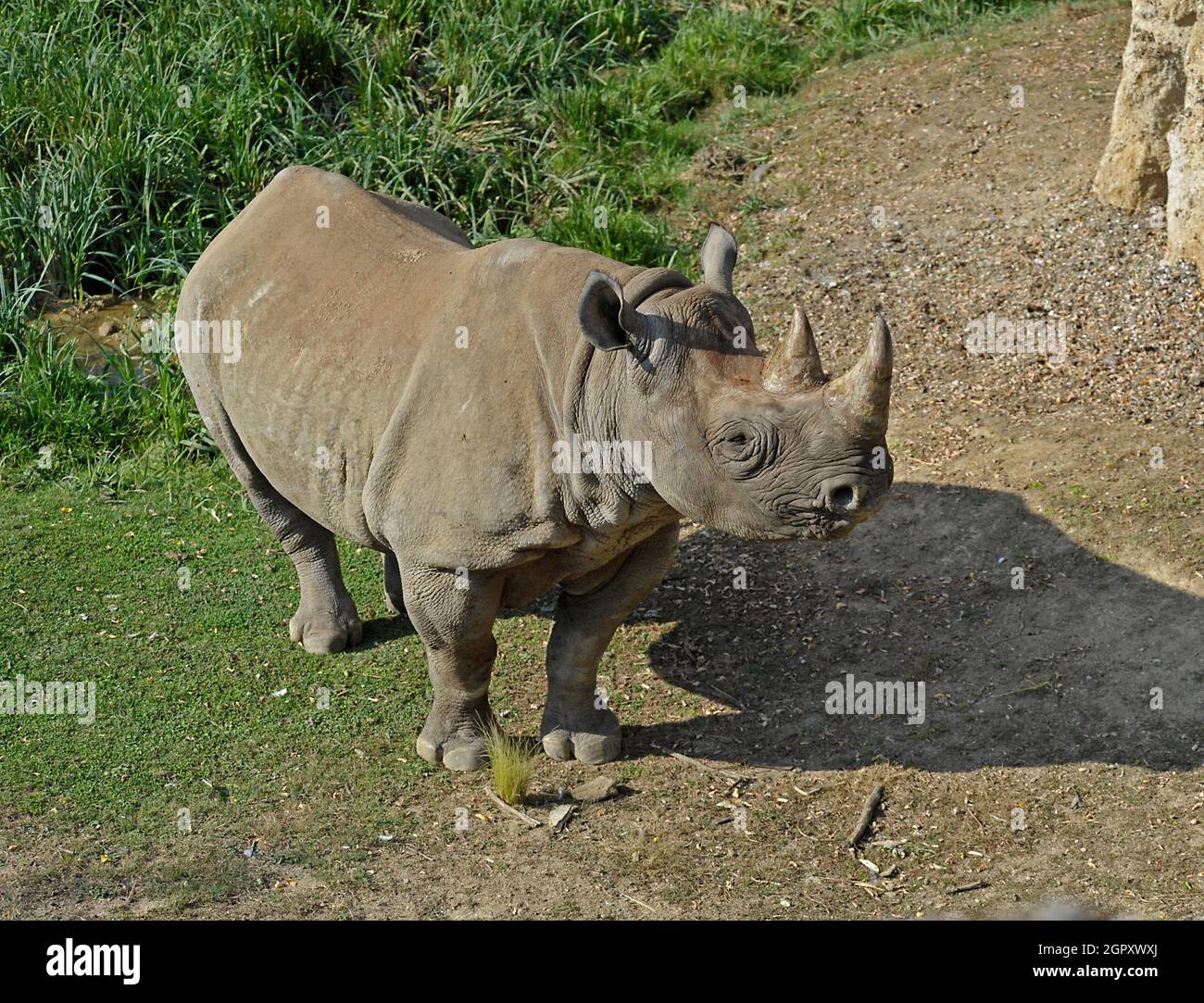 Rinoceronte nero Foto Stock