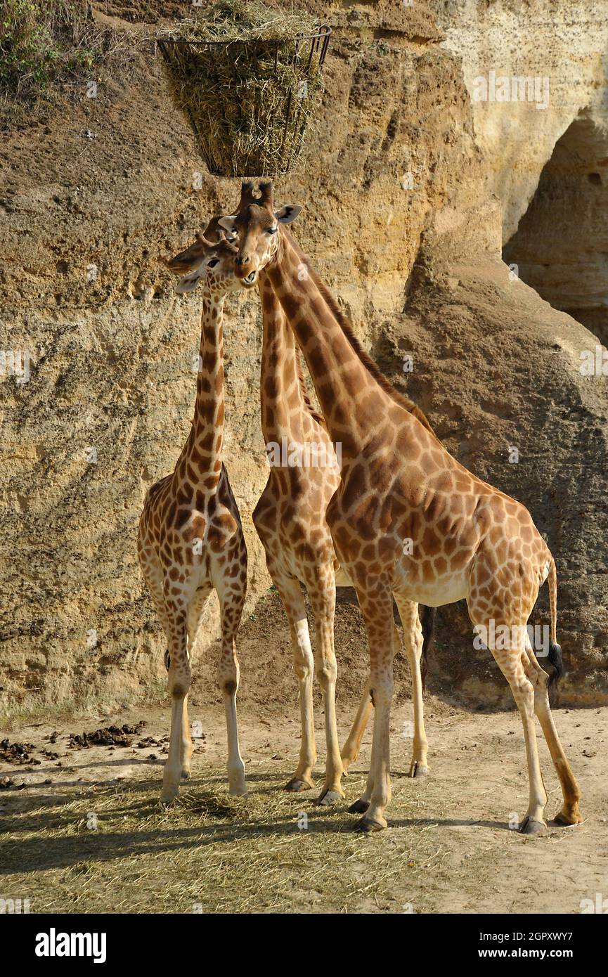 Le giraffe Foto Stock