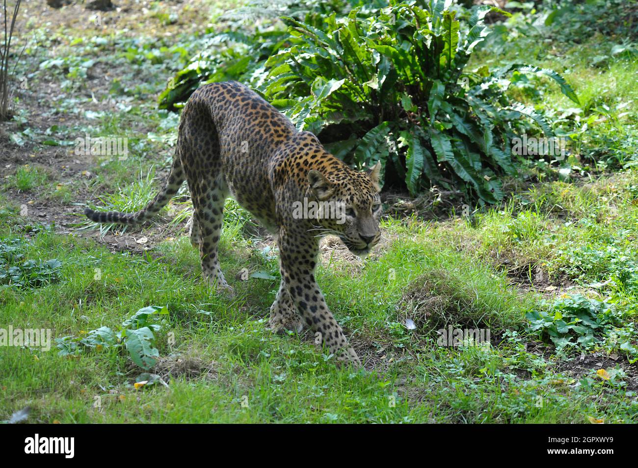 Leopardo Foto Stock