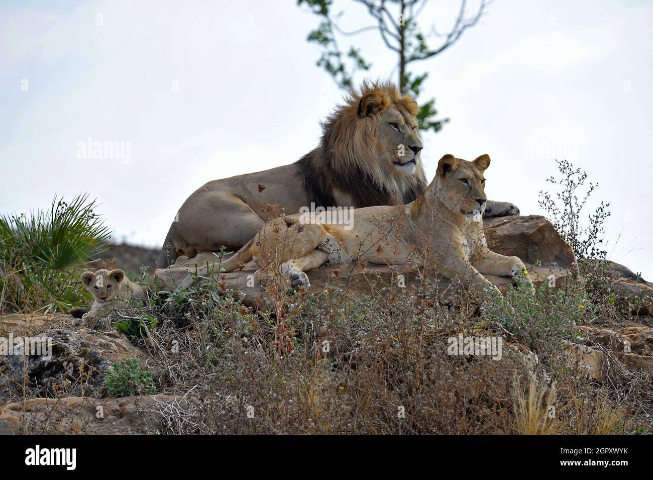 Cucciolo di Leone e genitori Foto Stock