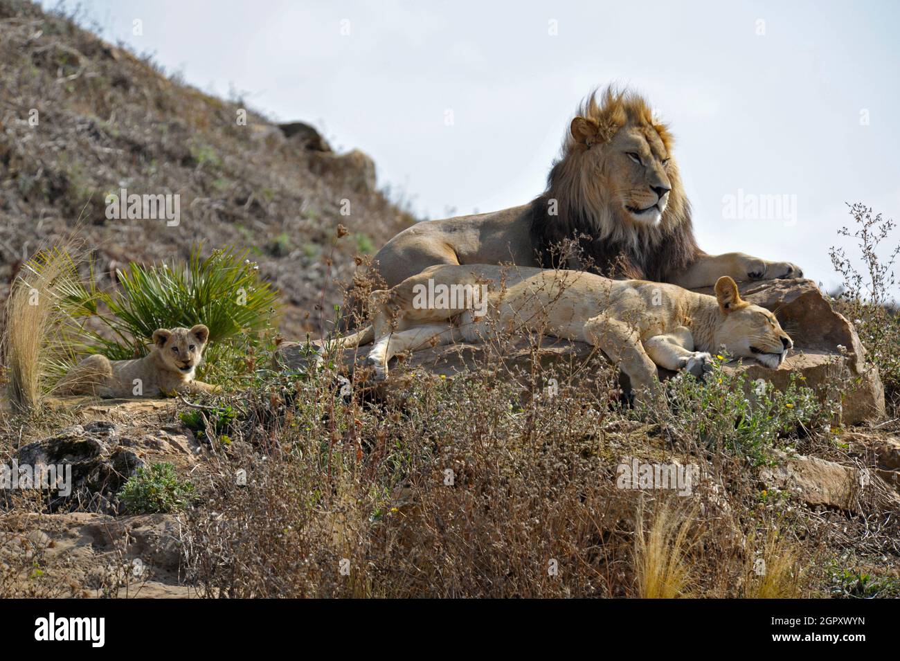 Cucciolo di Leone e genitori Foto Stock