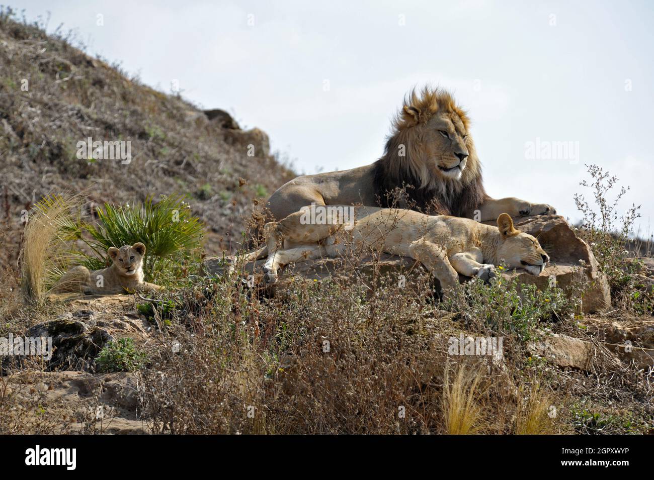 Cucciolo di Leone e genitori Foto Stock