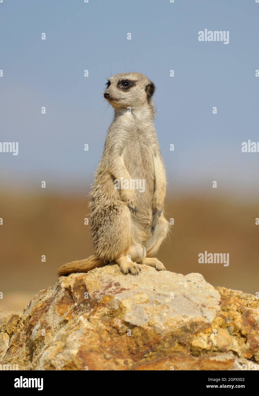 Meerkat su lookout Foto Stock